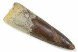 Fossil Spinosaurus Tooth - Real Dinosaur Tooth #373989-1